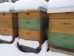... die dicke Schneedecke bedeckt auch das Flugloch der Bienenbeuten