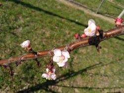 ... die Blütenanzahl ist allerdings aufgrund der extremen Frosttage im Februar und März massiv reduziert